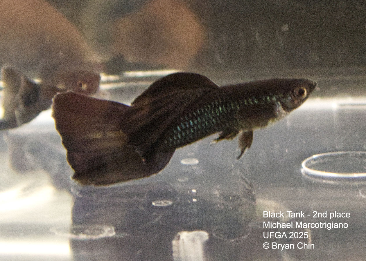 Guppy Black Moscow